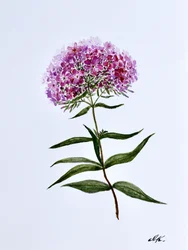 Floração botânica vibrante