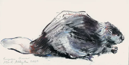 Castor Europeu (Estudo) 2001 (carvão vegetal e papel)