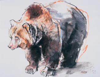 Urso-pardo europeu, 2001 (carvão e conte no papel)