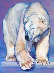 Grande Urso Branco, 2016