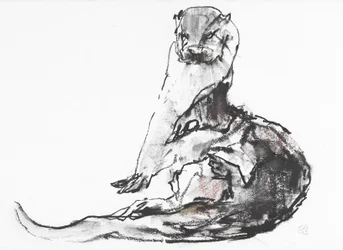 Lutra lutra (carvão e conte no papel)
