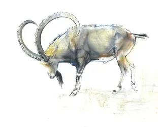 Ibex Nubiano, 2008 (conte und charcoal on paper)