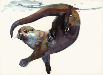 Estudo de Otter II - &39;Talker&39;