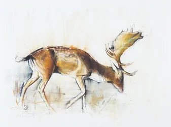 Pisanello Buck, 2006 (carvão vegetal e papel)