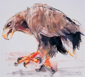 Raptor, 2001 (carvão e conte no papel)