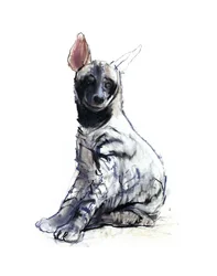 Filhote Hyaena Listrado (sentado), 2010, (conté e pastel sobre papel)