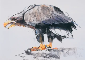 Águia-rabalva, 2001