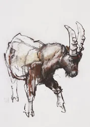 Jovem Ibex, Gran Paradiso, 2005 (carvão e conte no papel)
