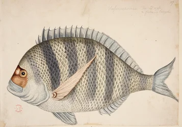 Um peixe.