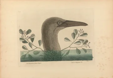 Uma Thymelaea de folhas obtusas; Anseri Bassano etc.: o ganso-patola-grande, estampa 86 da «História Natural da Carolina, da Florida e das Ilhas Baamas», volume I, 2.ª edição, Londres 1754