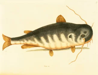 Peixe-gato, placa 23, vol. 1 da &39;História Natural da Carolina, Flórida e Bahamas&39;