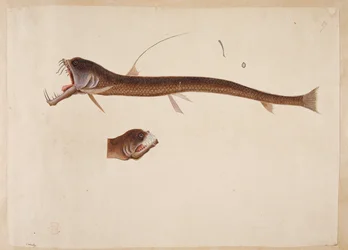 Chauliodus sloanei.
Uma criatura que se assemelha a uma enguia.
