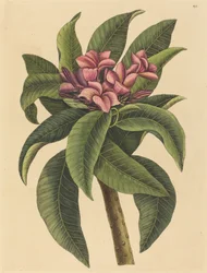 Red Frangipanni Plumeria rubra, publicado em 1731-1743.