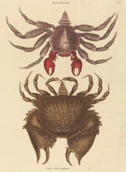 Red Mottled Rock-crab Cancer grapsus, publicado em 1731-1743.