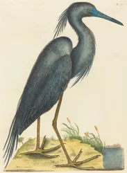 The Blue Heron Ardea coerulea, publicado em 1731-1743.