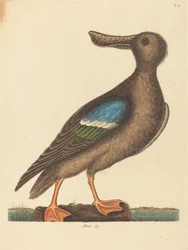 O pá de asas azuis (fêmea com escudo de pato)