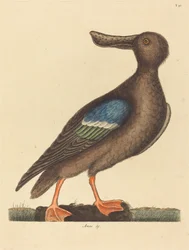 O pá de asas azuis (fêmea com escudo de pato)