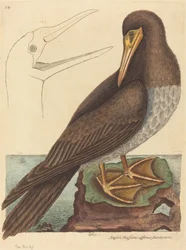 O alcatraz Pelecanus Sula, publicado 1731-1743.