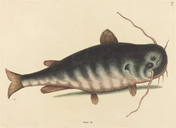 The Cat Fish Silurus catus catus, publicado em 1754.