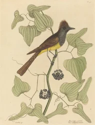 The Crested Flycatcher Muscicapa cristata, publicado em 1754.