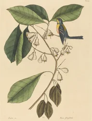 A trepadeira do passarinho (Parus americanus)