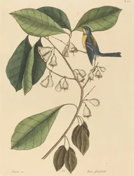 The Finch Creeper Parus americanus, publicado em 1731-1743.