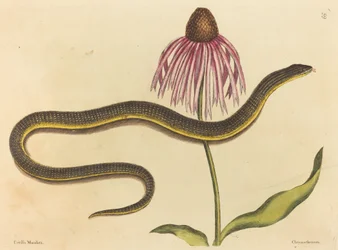 A cobra de vidro (Anguis ventralis)
