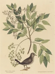 A pomba do chão (Columba passerina)