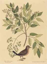 A rola-de-cauda-preta Columba passerina, publicada em 1731-1743.