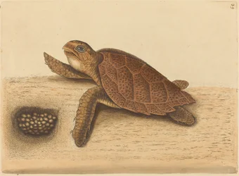 A tartaruga-de-bico-de-falcão (Testudo caretta)