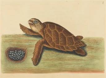 The Hawks-bill Turtle Testudo caretta, publicado em 1731-1743.