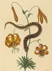 A cobra nariz de porco (Boa contortrix)