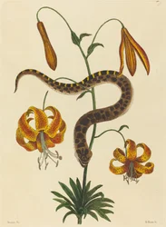 A cobra nariz de porco (Boa contortrix)