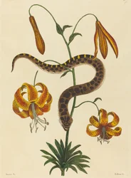 The Hog-nose Snake Boa contortrix, publicado em 1731-1743.