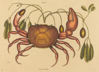 The Land-crab Cancer ruricola, publicado em 1731-1743.