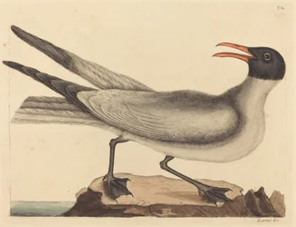 A Gaivota Rindo (Larus articilla)