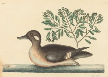 O Pato Marrom (Anas rustica)