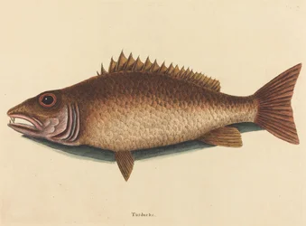 O pargo do mangue (Labrus griseus)