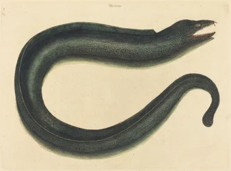 O Murray (Muraina Helena)