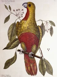 O papagaio do paraíso, 1771