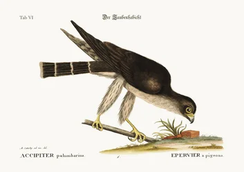 O Pombo Falcão, 1749-73