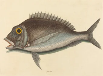 The Porgy Sparus chrysops, publicado em 1754.
