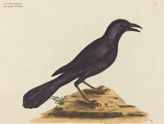 O Jack Daw Roxo (Gracula Quiscula)