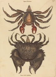 O caranguejo vermelho mosqueado (Cancer grapsus)