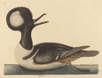 O pato com crista redonda Mergus cucullatus, publicado 1731-1743.