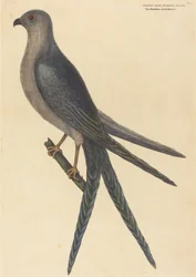 O falcão-de-cauda-de-andorinha (Falco furcatus)