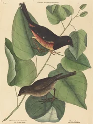O pássaro Towhe (Fringilla erythrophthalma)