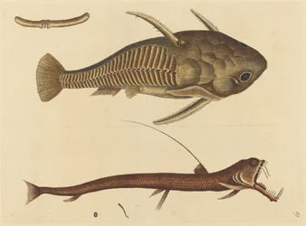 A boca da víbora (Silurus cataphractus)