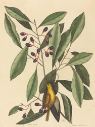 O chapim amarelo Motacilla trochilus, publicado em 1754.