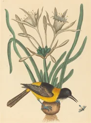O trupial amarelo e preto Oriolus icterus, publicado 1731-1743.